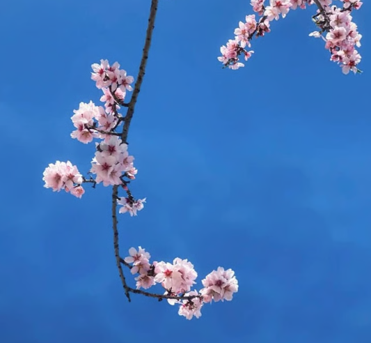 PRIMAVERA